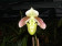 Paphiopedilum violascens