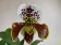 Paph. Wunderwelt x Paph Casablanca