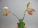 Paphiopedilum helenae x coccinea