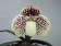 Paphiopedilum godefroyae 'leucochilum'