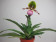 Paphiopedilum Pinocchio