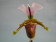 Paphiopedilum spicerianum -In Vitro- (20-25 Pflanzen in sterilem Glas)