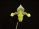 Paphiopedilum venustum 'album'