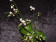 Kingidium decumbens
