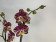 Phalaenopsis Grand Slam (2 Rispen)