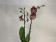 Phalaenopsis Grand Slam (2 Rispen)