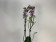 Phalaenopsis Sogo Mastermind 'Triple Lip' (2 Rispen)