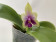 Phalaenopsis Samera Blue