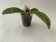 Phalaenopsis Samera Blue