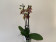 Phalaenopsis Stirling Tiger (2 Rispen)