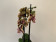 Phalaenopsis Stirling Tiger (2 Rispen)