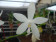 Phalaenopsis tetraspis 'alba' 1