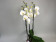 Phalaenopsis Solitär 'White'