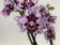 Phalaenopsis Sogo Mastermind 'Peloric' (2 Rispen)