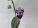 Phalaenopsis Mem. Val Rettig 'Peloric'
