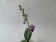 Phalaenopsis Mem. Val Rettig 'Peloric'