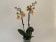 Phalaenopsis Orange 'Kizz' (2 Rispen)