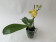 Phalaenopsis Yaphon Gem flava x Yaphon Yellow Bomb