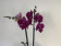 Phalaenopsis Zoja 'Kizz' (2 Rispen)