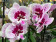 Phalaenopsis Aladin