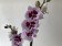 Phalaenopsis Aladin