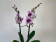 Phalaenopsis Aladin