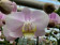 Phalaenopsis Angel Eyes (2 Rispen)