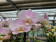 Phalaenopsis Angel Eyes (2 Rispen)