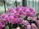 Phalaenopsis Big Lip