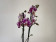 Phalaenopsis Blanca (2 Rispen)