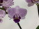 Phalaenopsis Blue Vivien (2 Rispen)