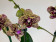 Phalaenopsis Borneo (2 Rispen)