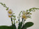 Phalaenopsis Yu Pin Burgundy (2-3 Rispen)