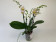 Phalaenopsis Yu Pin Burgundy (3-4 Rispen)