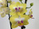 Phalaenopsis Buttercup (2 Rispen)