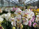 Phalaenopsis Clementine