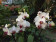 Phalaenopsis Daisy (2-3 Rispen)