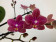 Phalaenopsis Diffusion (2 Rispen)