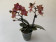 Phalaenopsis Dusty Belle (2 Rispen)