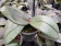 Phalaenopsis Dusty Belle 'Peloric' (2 Rispen)