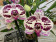 Phalaenopsis Elegant Julia (2 Rispen)