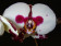 Phalaenopsis Elegant 'Polka Dots' 2