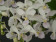 Phalaenopsis equestris 'alba'