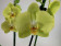 Phalaenopsis Ferrara (2 Rispen)