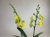 Phalaenopsis Ferrara (2 Rispen)