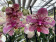 Phalaenopsis Frontera (2 Rispen)