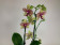 Phalaenopsis Grosseto (2 Rispen)