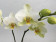 Phalaenopsis Lausanne