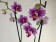 Phalaenopsis Leopard Prince (2 Rispen)