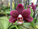 Phalaenopsis Little Black Pearl